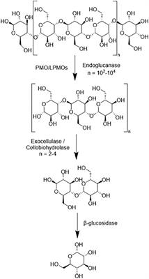 Factors that influence the activity of biomass-degrading enzymes in the presence of ionic liquids—a review